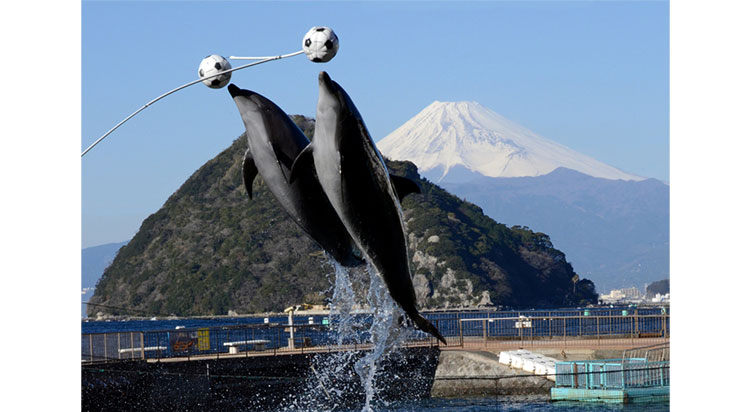 伊豆三津シーパラダイス