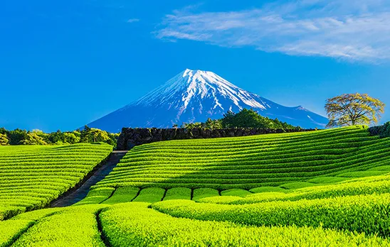 【比較】東京から静岡に行くならどの移動手段がベスト？安さ・時間・快適さを徹底調査