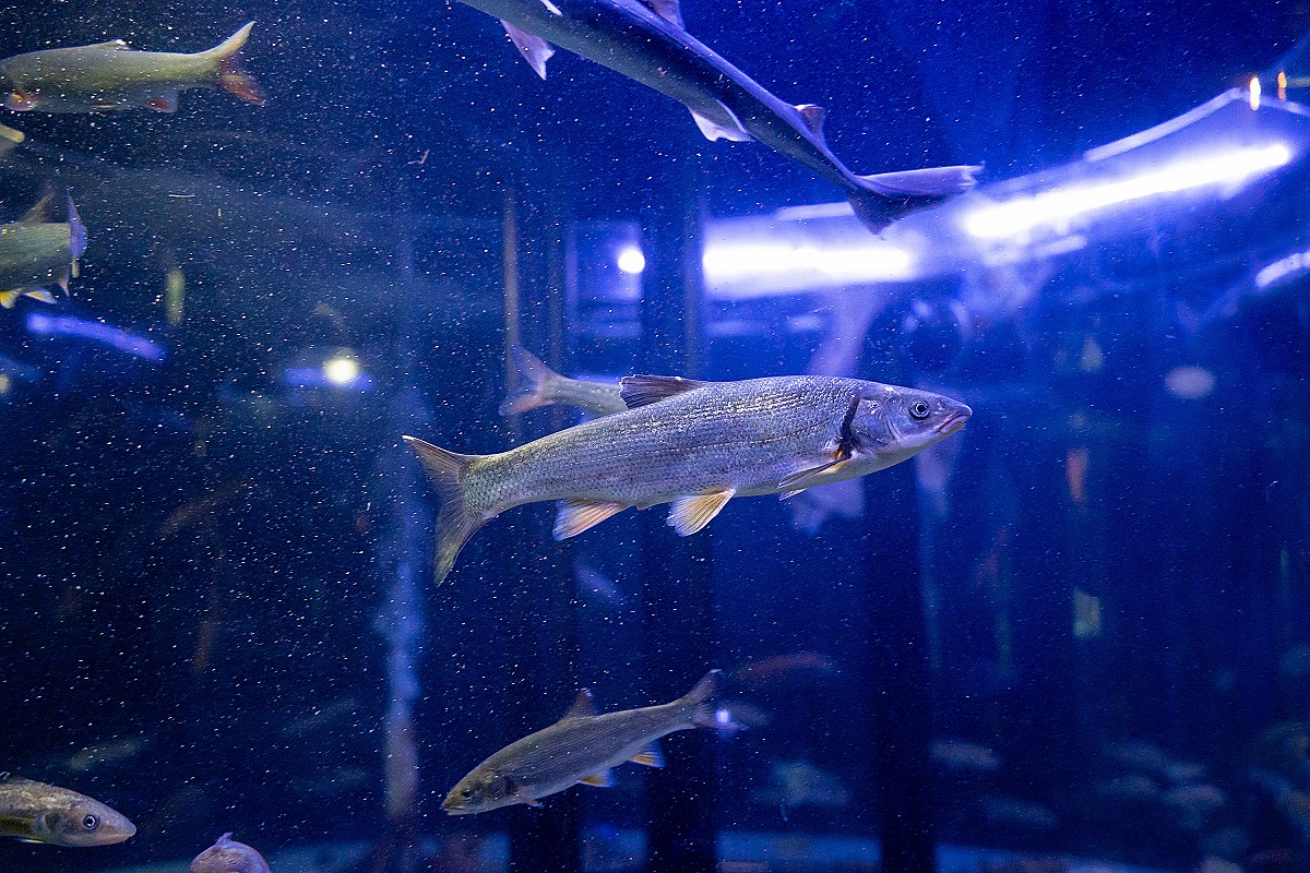 水族館の魚